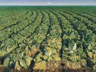 薛智国 1998年作 《大白菜》 98×130cm